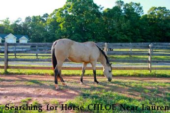 Searching for Horse CHLOE Near Laurens, SC, 29360
